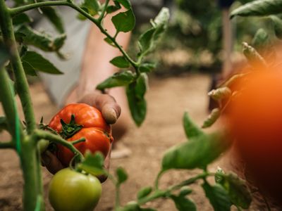 Currents community garden